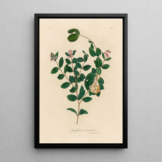 Gaetano Savi - Symphoria racemosa.webp