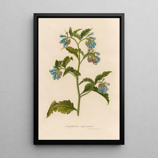 Gaetano Savi - Symphytum asperrimum.webp