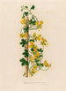 Tropaeolum peregrinum - Gaetano Savi — visning af kunstværket