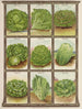 Laitue - Genesee Valley Lithograph & Co.. — visning af kunstværket