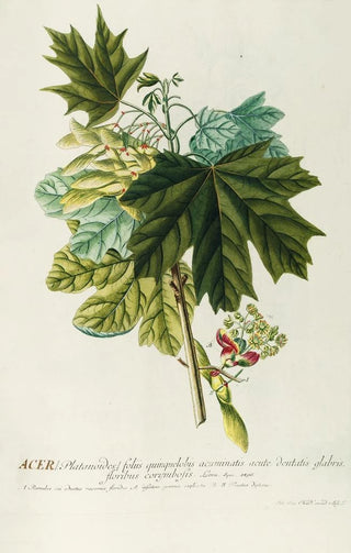 Georg Dionysius Ehret - Acer III.webp