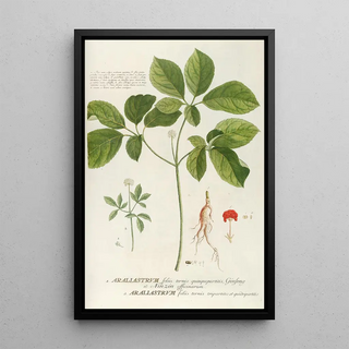 Georg Dionysius Ehret - Araliastrum.webp