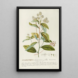 Georg Dionysius Ehret - Ceanothus.webp