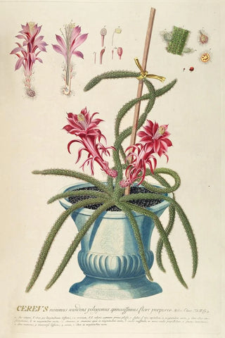 Georg Dionysius Ehret - Cereus II.webp