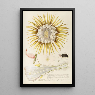 Georg Dionysius Ehret - Cereus IV.webp