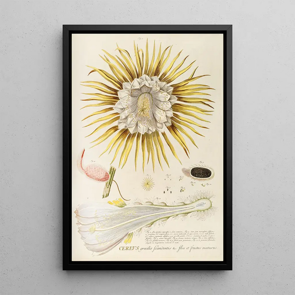 Georg Dionysius Ehret - Cereus IV.webp