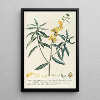 Georg Dionysius Ehret - Crotalaria.webp