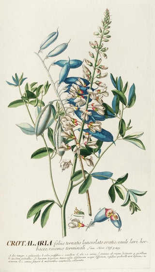 Georg Dionysius Ehret - Crotalaria II.webp