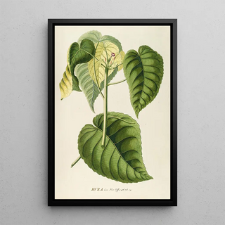 Georg Dionysius Ehret - Hura.webp