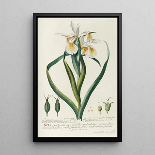 Georg Dionysius Ehret - Iris.webp