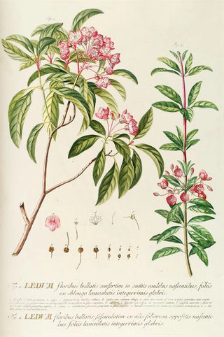 Georg Dionysius Ehret - Ledum.webp