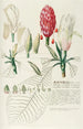 Magnolia IV - Georg Dionysius Ehret — visning af kunstværket