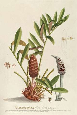 Georg Dionysius Ehret - Palmifolia.webp