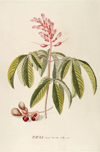 Georg Dionysius Ehret - Pavia.webp