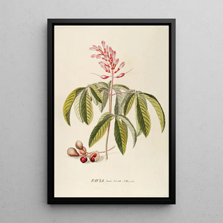 Georg Dionysius Ehret - Pavia.webp