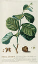 PhylIanthus - Georg Dionysius Ehret — visning af kunstværket