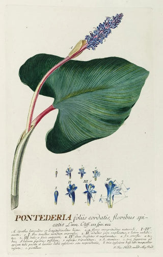 Georg Dionysius Ehret - Pontederia.webp