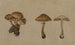 Champignons - Georg Wilhelm Baurenfeind — visning af kunstværket