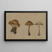 Champignons - Georg Wilhelm Baurenfeind — indrammet kunstværk på væggen