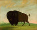 Bison græssende i prærien - George Catlin — visning af kunstværket