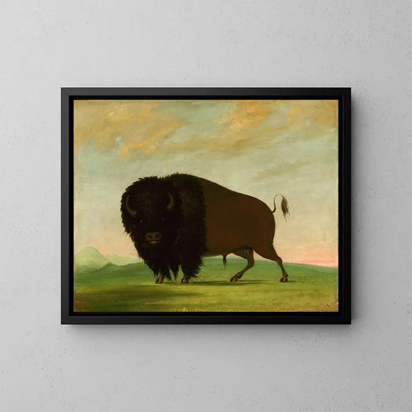 Bison græssende i prærien - George Catlin — indrammet kunstværk på væggen
