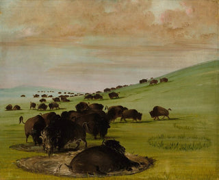 George Catlin - Buffalo Bulls in a Wallow.webp