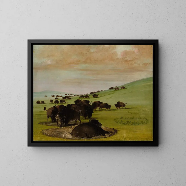 Bisons i en vandpøl - George Catlin — indrammet kunstværk på væggen