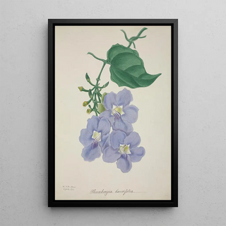 George De Alwis - Mon Jardin a Ceylan Pl014.webp