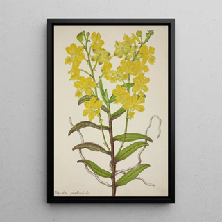 George De Alwis - Mon Jardin a Ceylan Pl018.webp