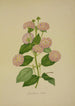 Mon Jardin à Ceylan Pl020 - George De Alwis — visning af kunstværket