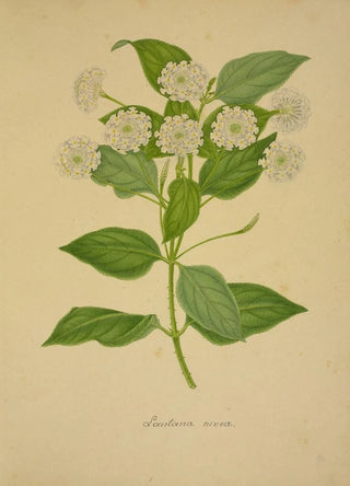 George De Alwis - Mon Jardin a Ceylan Pl021.webp