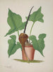 Mon Jardin à Ceylan Pl033 - George De Alwis — visning af kunstværket