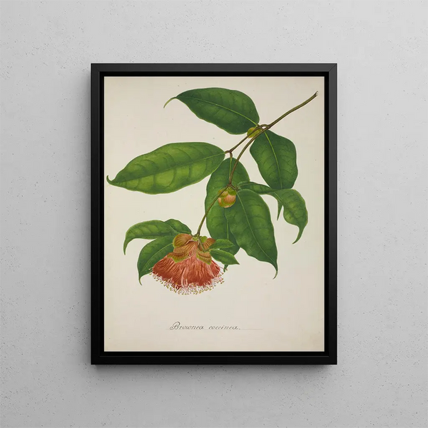 George De Alwis - Mon Jardin a Ceylan Pl035.webp