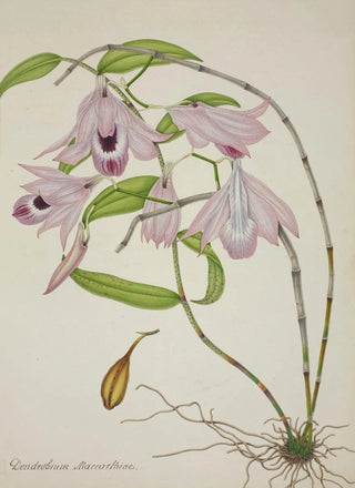 George De Alwis - Mon Jardin a Ceylan Pl045.webp