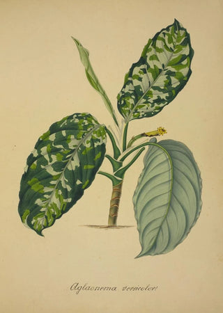 George De Alwis - Mon Jardin a Ceylan Pl064.webp