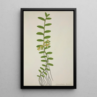 George De Alwis - Mon Jardin a Ceylan Pl066.webp