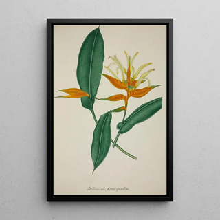 George De Alwis - Mon Jardin a Ceylan Pl068.webp