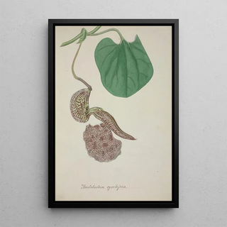 George De Alwis - Mon Jardin a Ceylan Pl072.webp