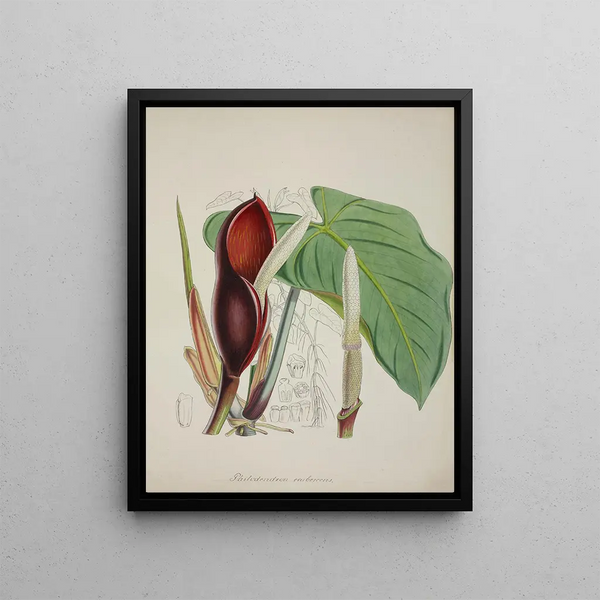 George De Alwis - Mon Jardin a Ceylan Pl082.webp