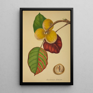 George De Alwis - Mon Jardin a Ceylan Pl125.webp