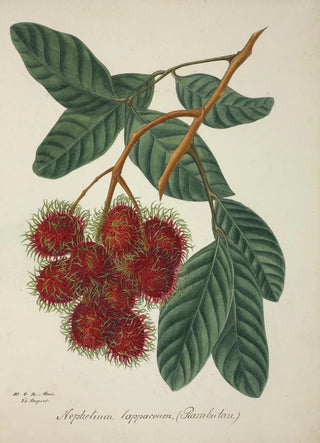 George De Alwis - Mon Jardin a Ceylan Pl135.webp