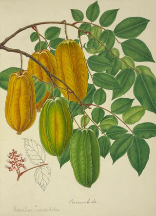 George De Alwis - Mon Jardin a Ceylan Pl140.webp