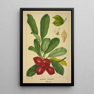 George De Alwis - Mon Jardin a Ceylan Pl143.webp