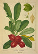 Mon Jardin à Ceylan Pl143 - George De Alwis — visning af kunstværket