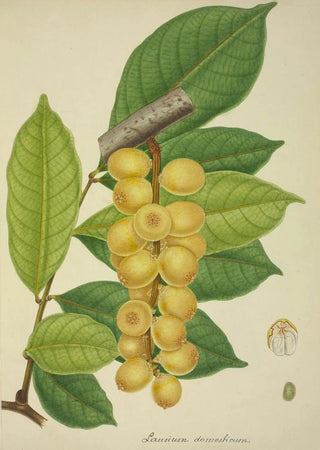 George De Alwis - Mon Jardin a Ceylan Pl150.webp