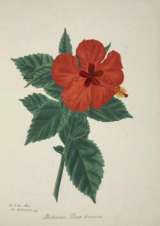 George De Alwis - Mon Jardin a Ceylan Pl158.webp