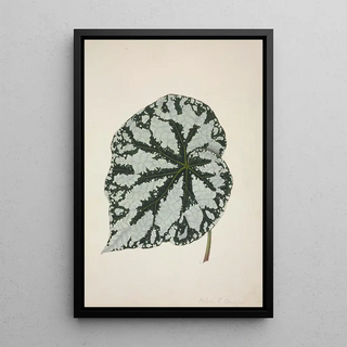 George De Alwis - Mon Jardin a Ceylan Pl163.webp