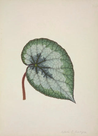 George De Alwis - Mon Jardin a Ceylan Pl166.webp