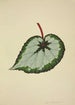Mon Jardin à Ceylan Pl178 - George De Alwis — visning af kunstværket