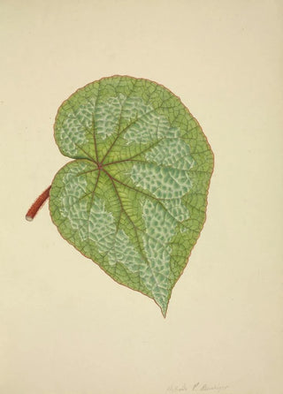 George De Alwis - Mon Jardin a Ceylan Pl193.webp